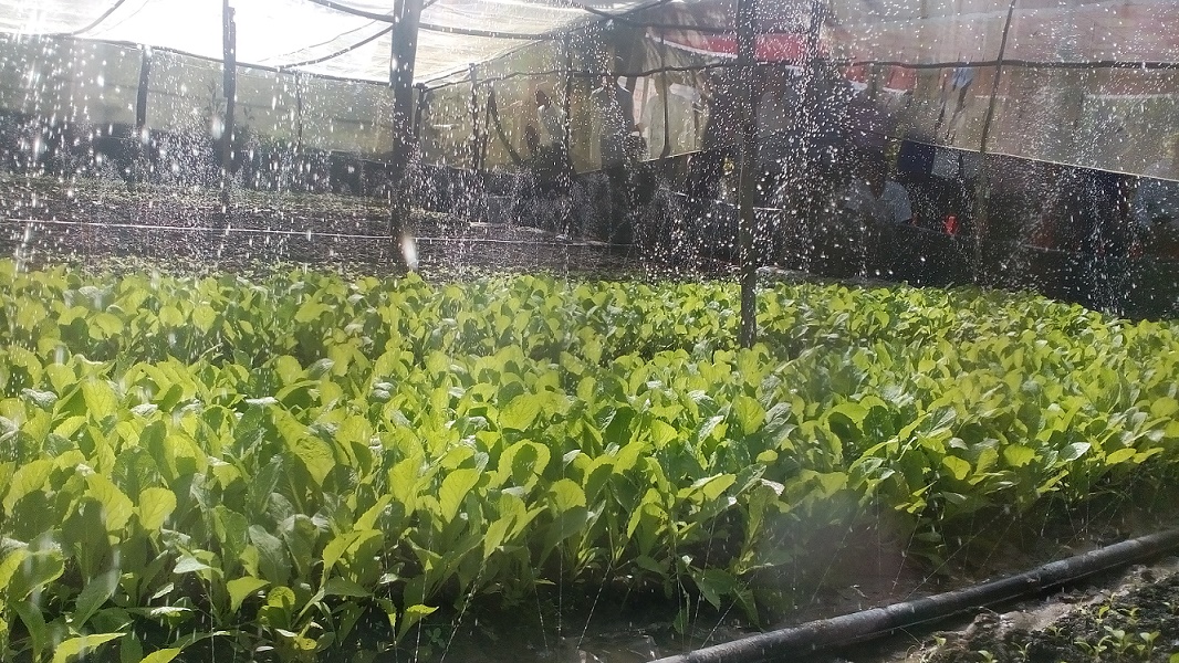 This is the automatic irrigation system with soft plastic tube.